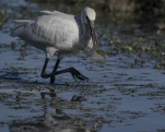 Spatule blanche (Platalea leucorodia)