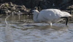 Spatule blanche (Platalea leucorodia)