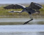 Héron cendré Ardea cinerea - Grey Heron