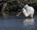 Spatule blanche (Platalea leucorodia)
