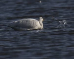 Spatule blanche (Platalea leucorodia)