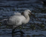 Spatule blanche (Platalea leucorodia)
