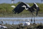 Héron cendré Ardea cinerea - Grey Heron