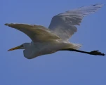 Aigrette garzette (Egretta garzetta)