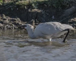 Spatule blanche (Platalea leucorodia)
