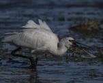 Spatule blanche (Platalea leucorodia)