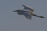 Aigrette garzette (Egretta garzetta)